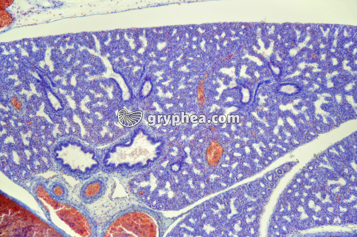 Poumon embryon souris x25 - gryphea.com